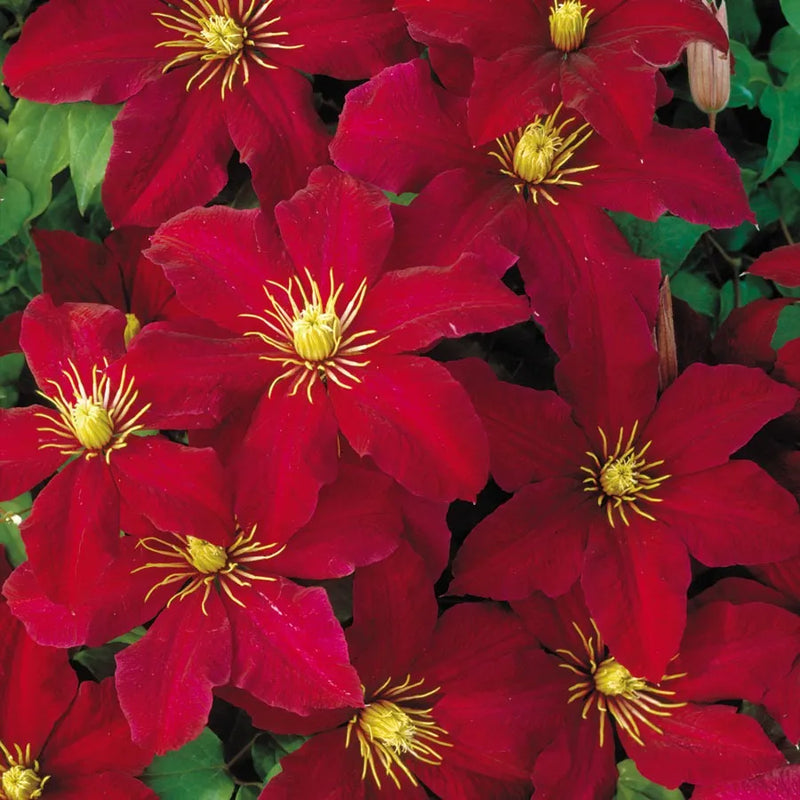 Clematis Red Purple Flower seeds for Planting - Cottage Garden Essential, Heirloom & GMO Free Seeds for Home Garden