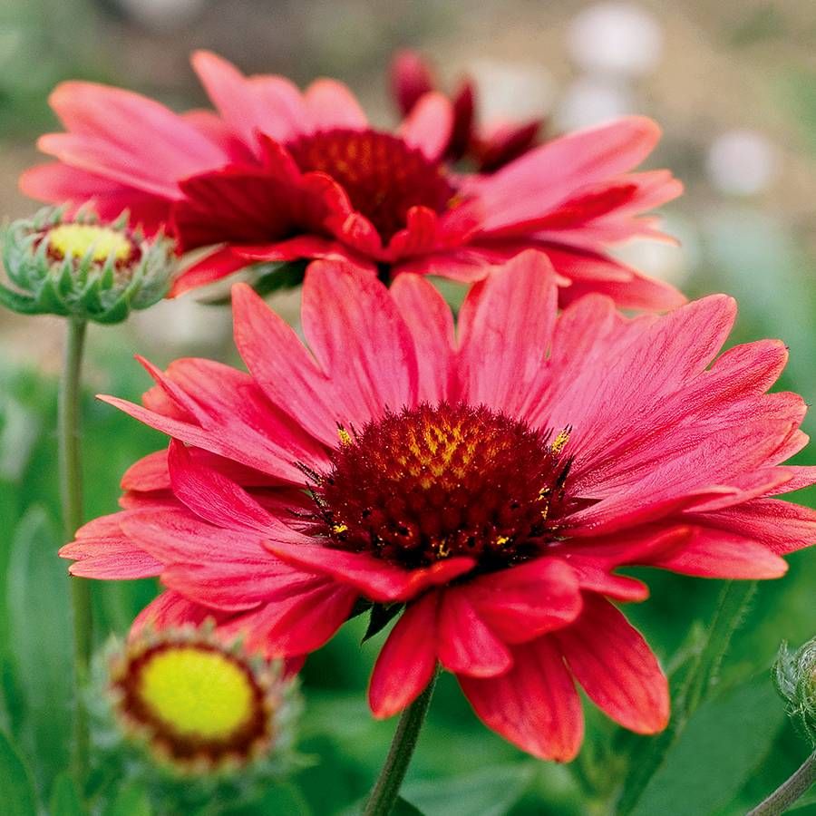 Red Arizona Flower seeds for Planting - Drought Tolerant, Heirloom & GMO Free Seeds for Home Garden