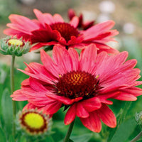 Red Arizona Flower seeds for Planting - Drought Tolerant, Heirloom & GMO Free Seeds for Home Garden