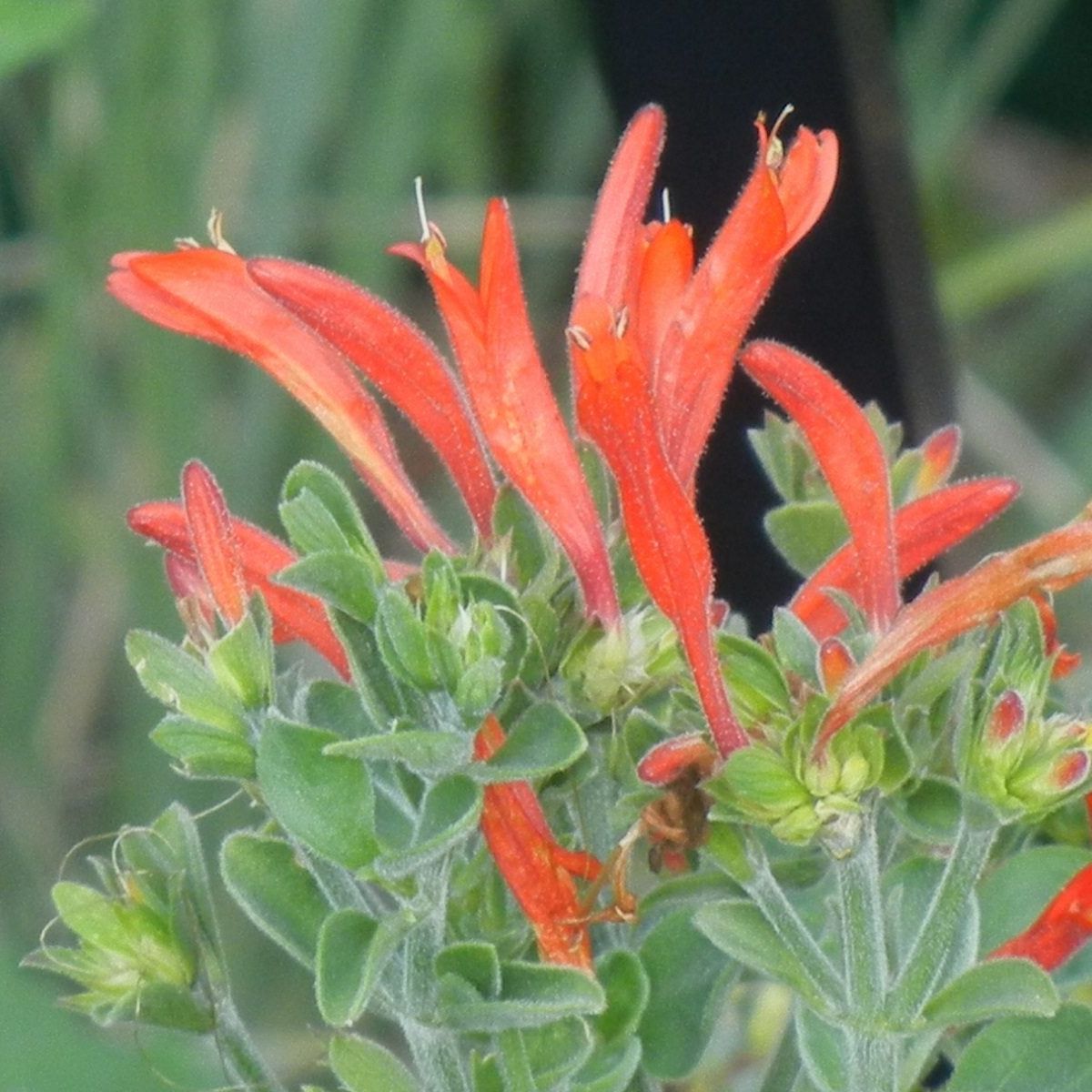 Hummingbird Flower seeds for Planting Seasonal Bloomer Heirloom & GMO Free Seeds for Home Garden 
 
 Sale