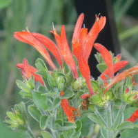 Hummingbird Flower seeds for Planting Seasonal Bloomer Heirloom & GMO Free Seeds for Home Garden 
 
 Sale