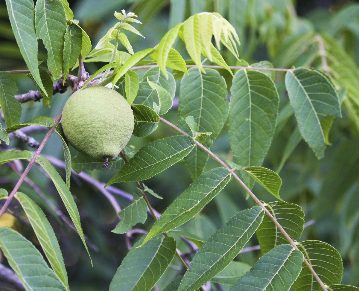 Paradox Walnut Tree Seeds for Planting | Nut & Timber Hybrid