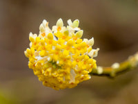 Edgeworthia Flower seeds for Planting - Premium Quality, Heirloom & GMO Free Seeds for Home Garden
