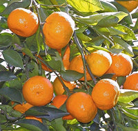 Orange Tangerine Tree Seeds for Planting | Grow Your Own Citrus Delight