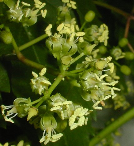 Parthenocissus Flower seeds for Planting Wildflower Mix Heirloom & GMO Free Seeds for Home Garden 
 
 Sale