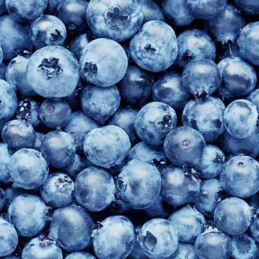 Vaccinium corymbosum Blueberry Super Sweet seeds producing large sweet berrie