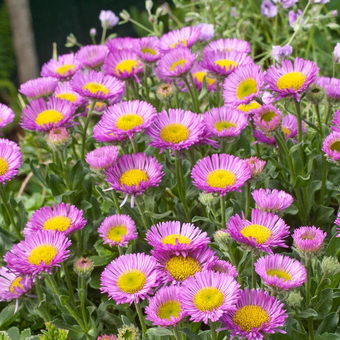 Violet Erigeron Flower seeds for Planting - Sun Loving, Heirloom & GMO Free Seeds for Home Garden