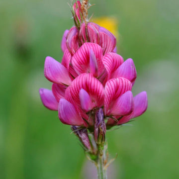 Pink Sainfoin Flower seeds for Planting - Seasonal Bloomer, Heirloom & GMO Free Seeds for Home Garden