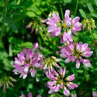 Pink Crownvetch Flower seeds for Planting - Cottage Garden Essential, Heirloom & GMO Free Seeds for Home Garden
