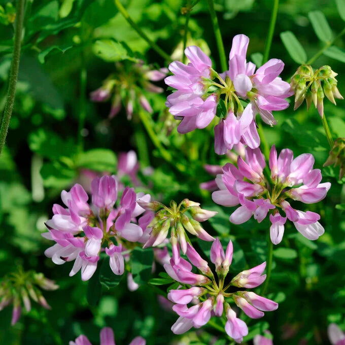 Pink Crownvetch Flower seeds for Planting - Cottage Garden Essential, Heirloom & GMO Free Seeds for Home Garden