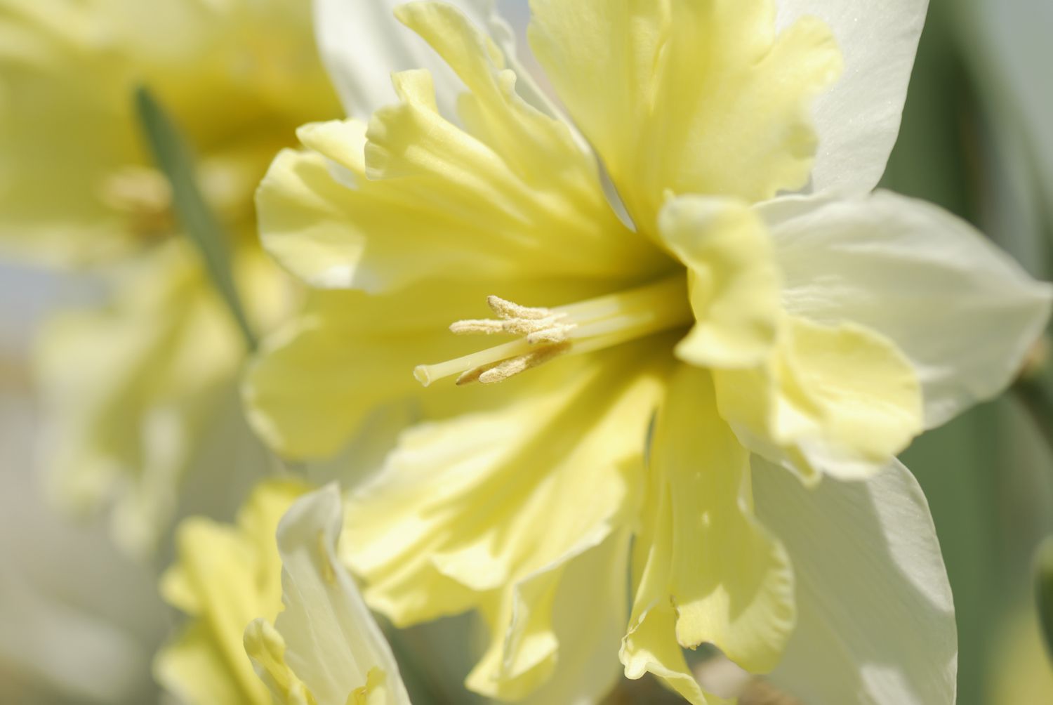 Light Yellow Daffodil Flower seeds for Planting - Perfect for Borders, Heirloom & GMO Free Seeds for Home Garden