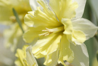 Light Yellow Daffodil Flower seeds for Planting - Perfect for Borders, Heirloom & GMO Free Seeds for Home Garden