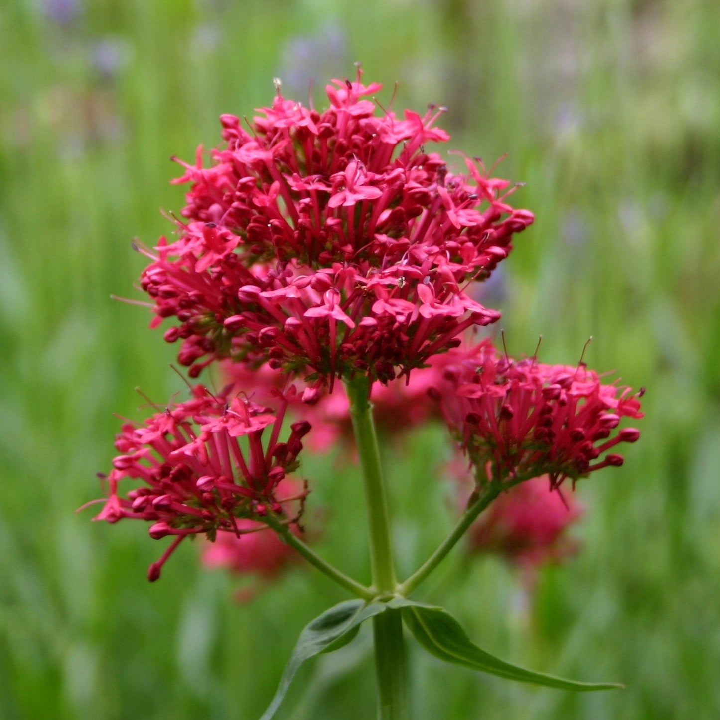 Red Jupiter Flower seeds for Planting - Cut Flower Favorite, Heirloom & GMO Free Seeds for Home Garden