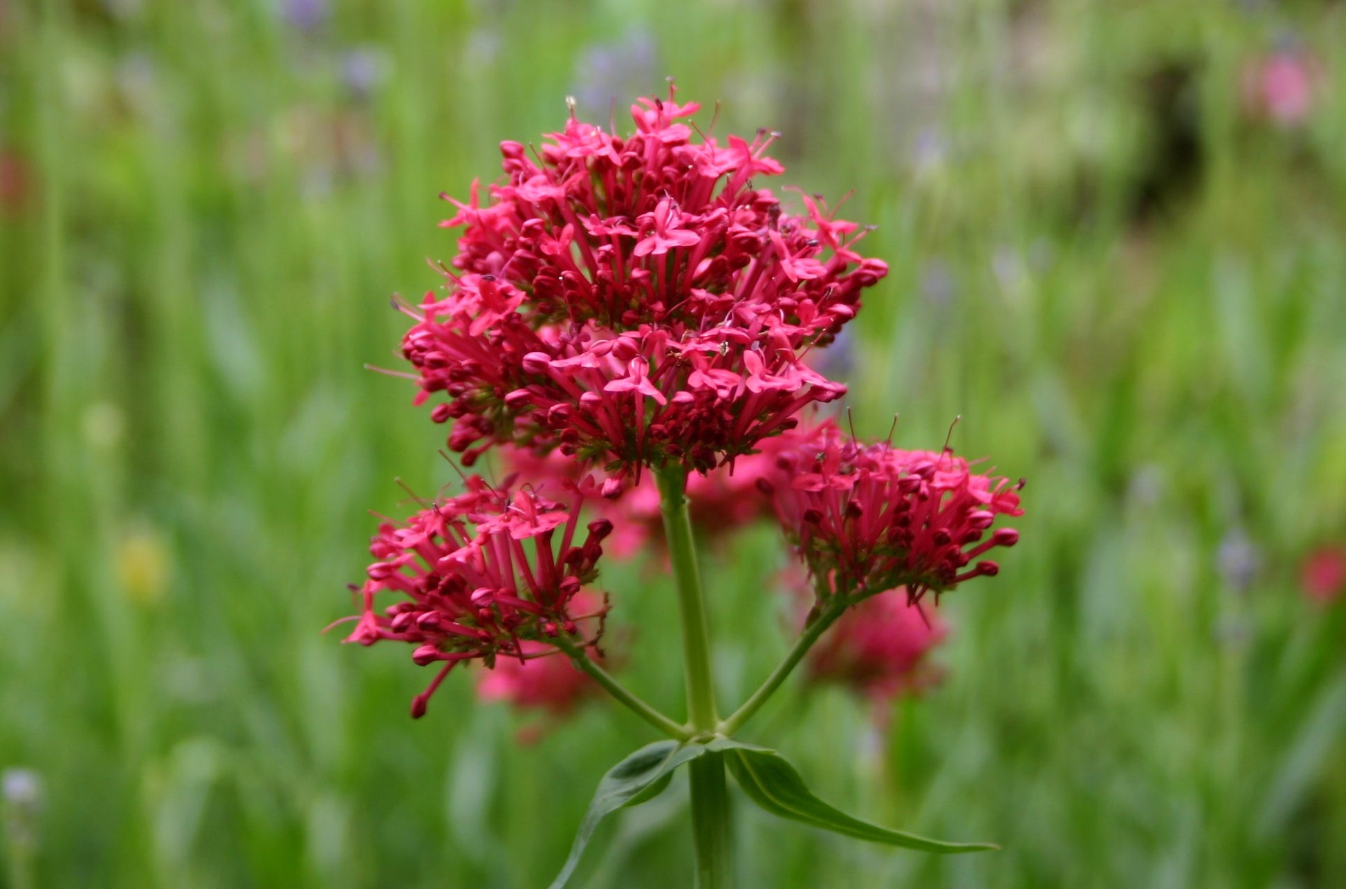 Jupiter's Beard Flower seeds for Planting Low Maintenance Heirloom & GMO Free Seeds for Home Garden 
 
 Sale