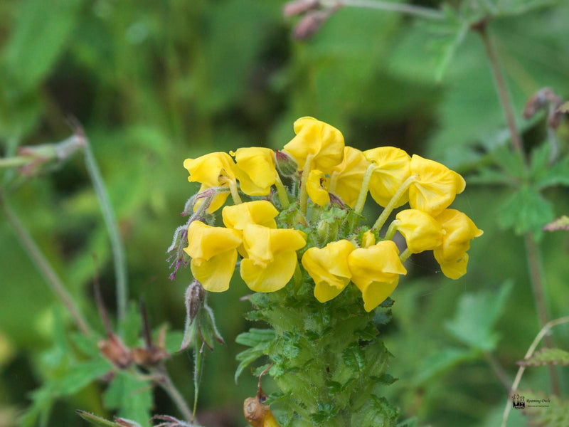 Yellow Pedicularis Lanceolata Flower seeds for Planting - Sun Loving, Heirloom & GMO Free Seeds for Home Garden