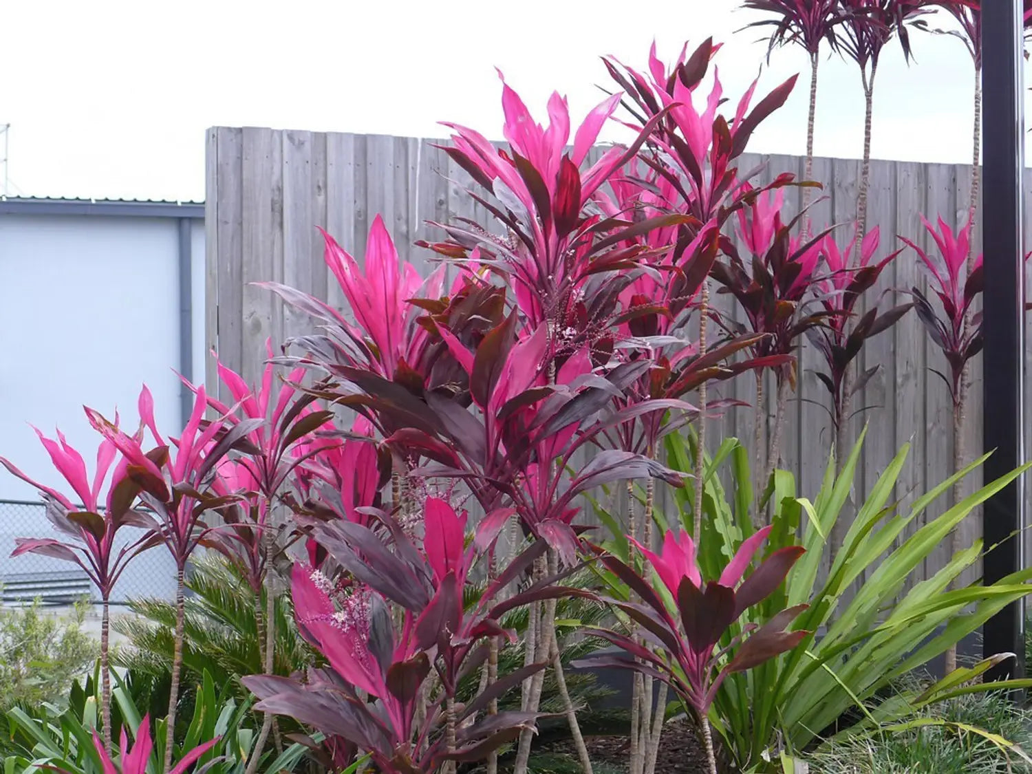 Cordyline Rubra Flower seeds for Planting - Wildflower Mix, Heirloom & GMO Free Seeds for Home Garden