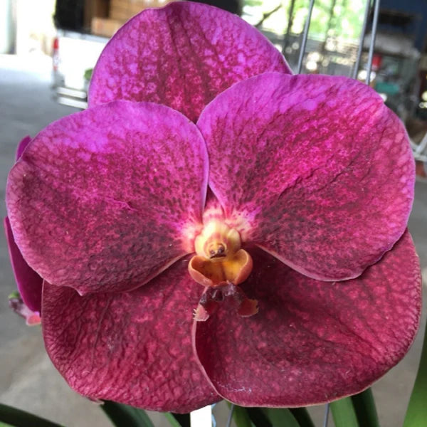 Maroon Phalaenopsis Orchid Flower seeds for Planting - Vibrant Colors, Heirloom & GMO Free Seeds for Home Garden
