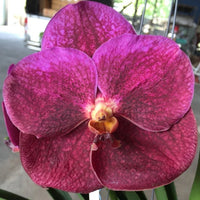 Maroon Phalaenopsis Orchid Flower seeds for Planting - Vibrant Colors, Heirloom & GMO Free Seeds for Home Garden