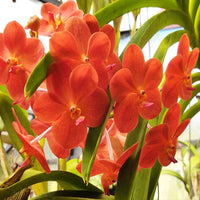 Orange Paphiopedilum Flower seeds for Planting - Low Maintenance, Heirloom & GMO Free Seeds for Home Garden