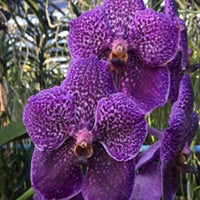 Purple Orchid Cymbidium Flower seeds for Planting - Fragrant Blossoms, Heirloom & GMO Free Seeds for Home Garden