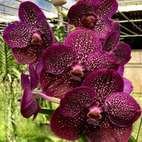 Maroon Phalaenopsis Orchid Flower seeds for Planting - Vibrant Colors, Heirloom & GMO Free Seeds for Home Garden