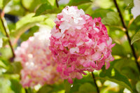 Vanilla Strawberry Hydrangea Seeds for Planting - Beautiful Blooms for Your Garden