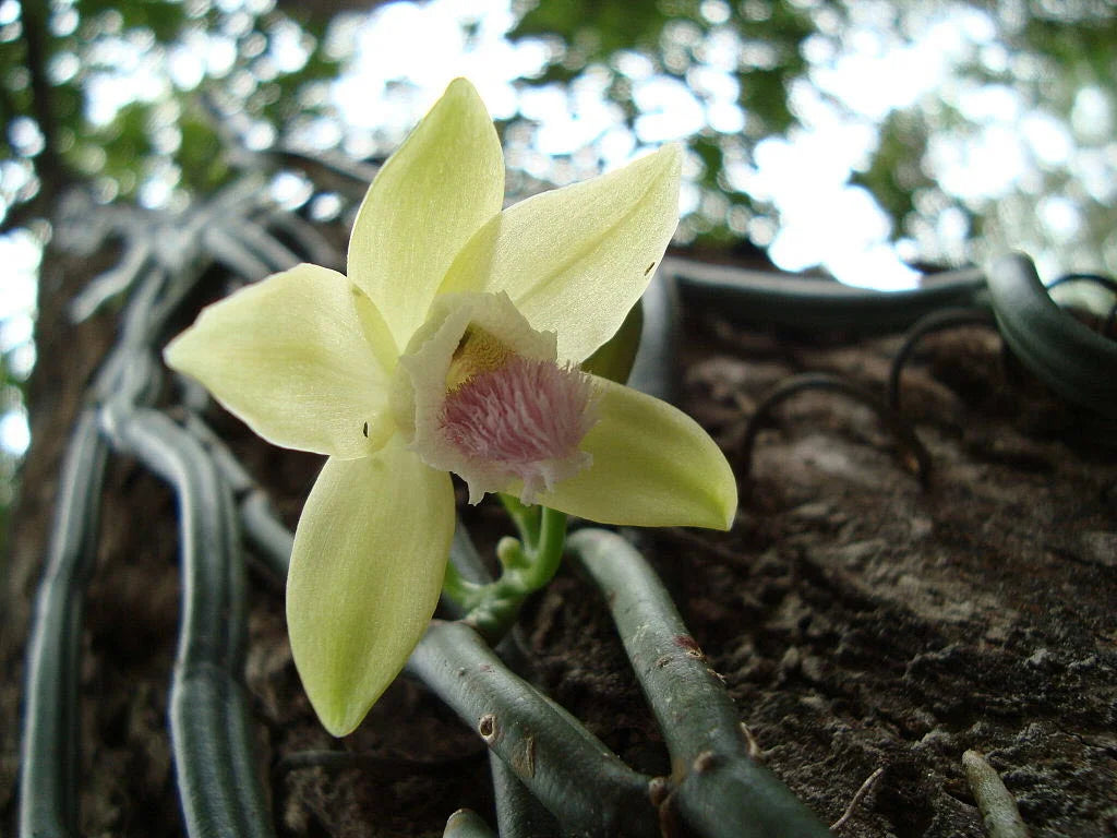 Vanilla Orchid Flower seeds for Planting - Easy to Grow, Heirloom & GMO Free Seeds for Home Garden
