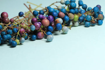 Variegated Porcelain Berry Vine (Ampelopsis brevipedunculata ‘Elegans’) seeds for planting