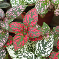 Red Hypoestes Flower seeds for Planting - Long Bloom Season, Heirloom & GMO Free Seeds for Home Garden