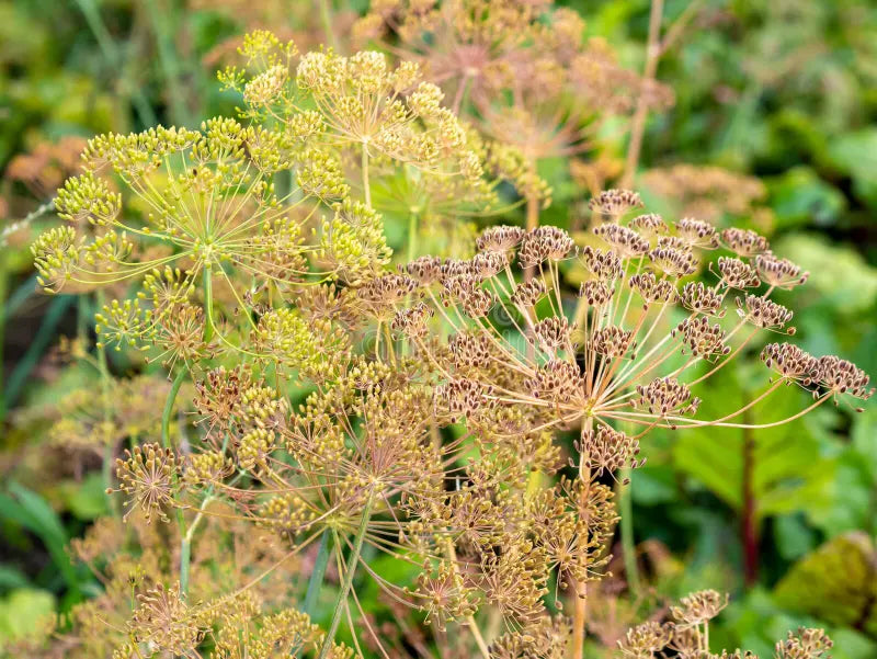 Brown Dill Seeds for Planting - Premium Dill Grain Plant Seeds