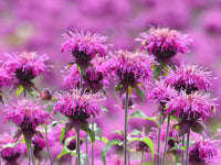 Balm Seeds for Planting home garden flower bed