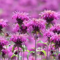 Beebalm Flower seeds for Planting Garden Favorite Heirloom & GMO Free Seeds for Home Garden