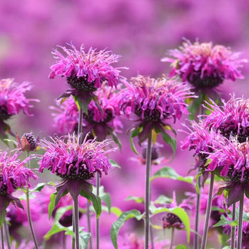 Beebalm Flower seeds for Planting Garden Favorite Heirloom & GMO Free Seeds for Home Garden