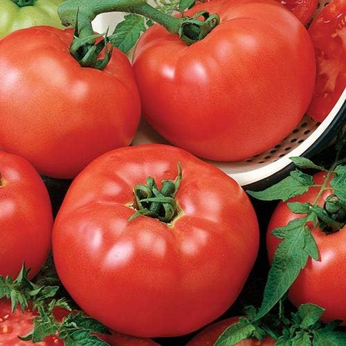 Tomato plant in vegetable patch garden