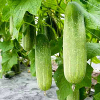 Pepper seeds from Essential Garden Vegetable Seed Pack