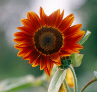 Orange Mini Sunflower Seeds for Planting, Heirloom Non-GMO Garden Seeds for Cut Flowers