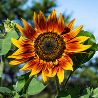 Sunflower Flower seeds for Planting Hardy Variety Heirloom & GMO Free Seeds for Home Garden