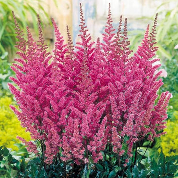 Vender Astilbe Flower Seeds for Planting