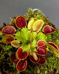 Carnivorous Flower seeds for Planting Cut Flower Favorite Heirloom & GMO Free Seeds for Home Garden 
 
 Sale