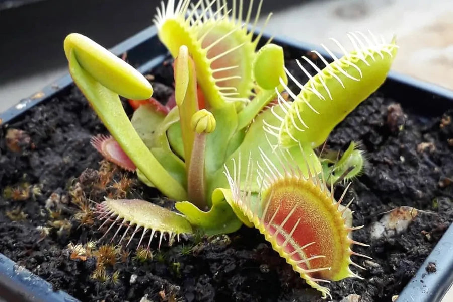 Green Venus Fly Trap Flower seeds for Planting - Wildflower Mix, Heirloom & GMO Free Seeds for Home Garden