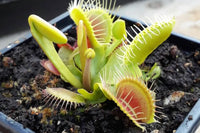 Green Venus Fly Trap Flower seeds for Planting - Wildflower Mix, Heirloom & GMO Free Seeds for Home Garden