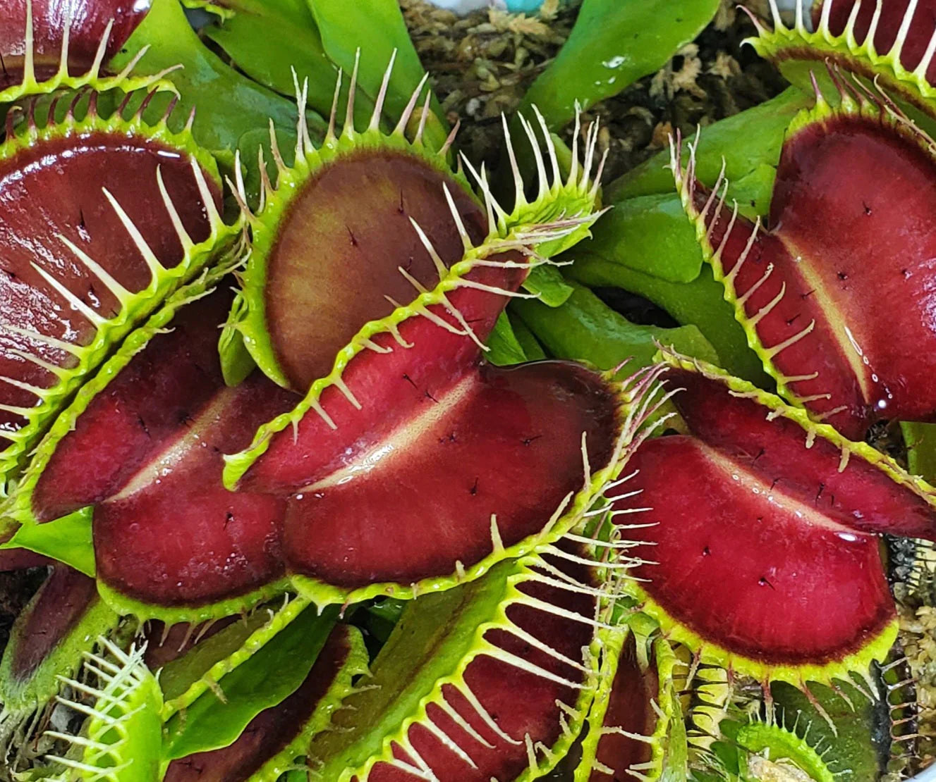 Venus Flytrap seedlings forming rosette trap leaves