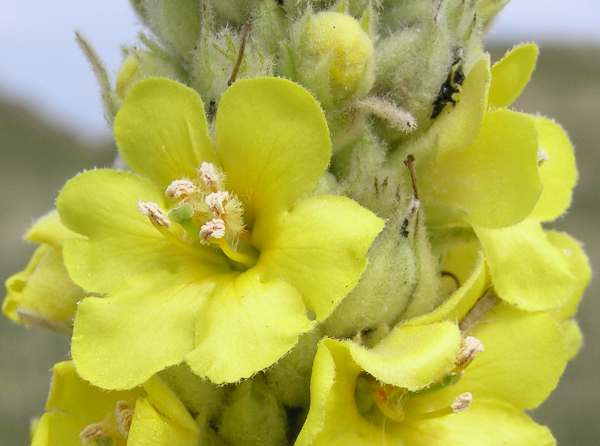 Verbascum Thapsus (Great Mullein) Plant Seeds for Vibrant Flowering and Gardening Enthusiasts