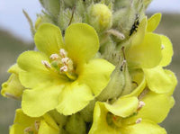 Verbascum Thapsus (Great Mullein) Plant Seeds for Vibrant Flowering and Gardening Enthusiasts