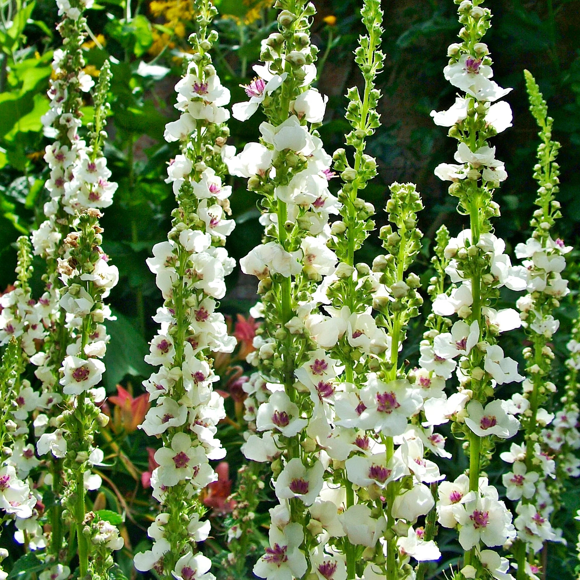 White Verbascum Flower seeds for Planting - Seasonal Bloomer, Heirloom & GMO Free Seeds for Home Garden