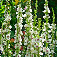 White Verbascum Flower seeds for Planting - Seasonal Bloomer, Heirloom & GMO Free Seeds for Home Garden