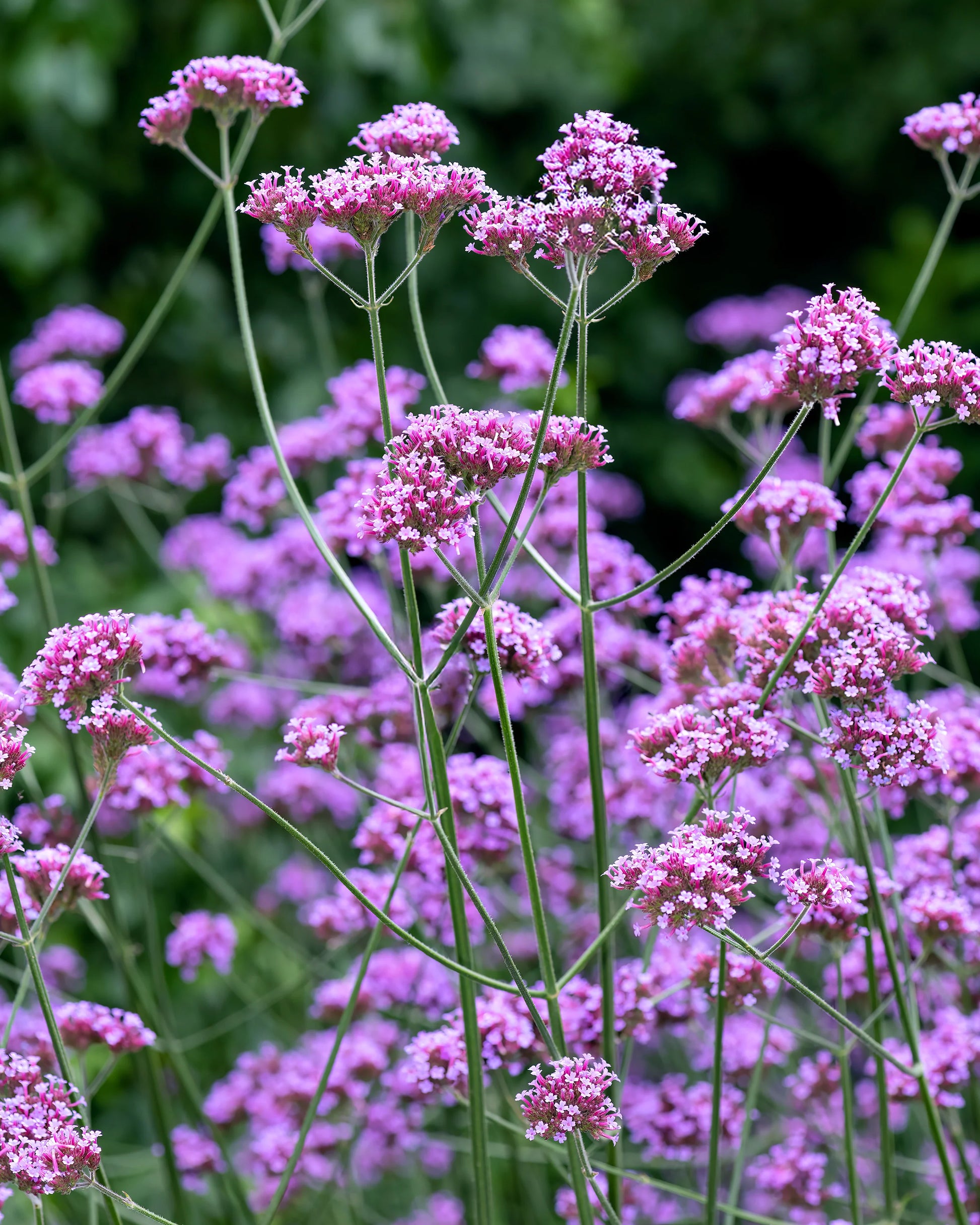 Purple Verbena Bonariensis Flower seeds for Planting - Seasonal Bloomer, Heirloom & GMO Free Seeds for Home Garden