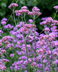 Purple Verbena Bonariensis Flower seeds for Planting - Seasonal Bloomer, Heirloom & GMO Free Seeds for Home Garden