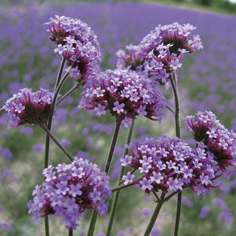 Verbena Flower Seeds for Planting