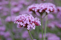 Verbena Bonariensis Flower seeds for Planting Cut Flower Favorite Heirloom & GMO Free Seeds for Home Garden